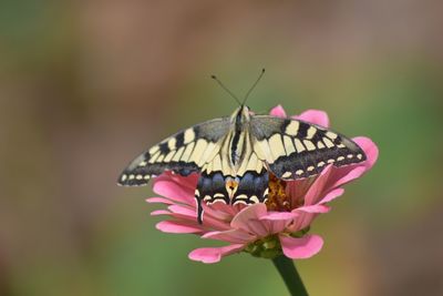 Close-up of butterfly pollinating on pink flower