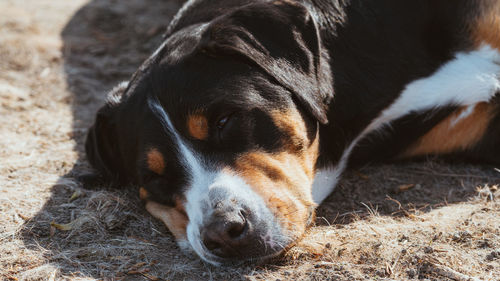 Close-up of dog resting