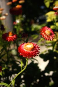 Close-up of red flowering plant