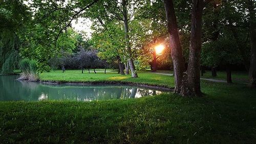 Trees in park