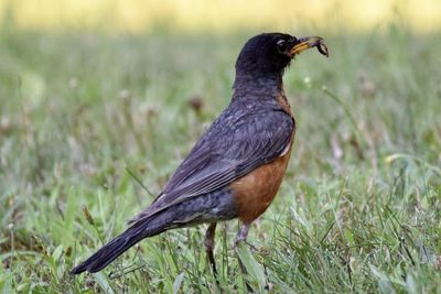 Close-up of a bird on grass