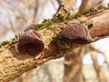 Close-up of dried tree trunk