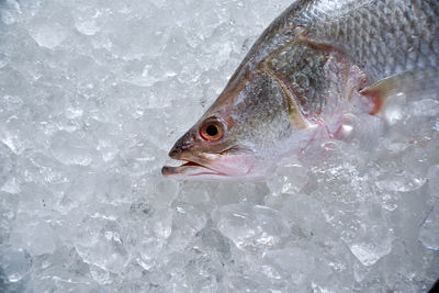 High angle view of fish on snow