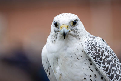 Close-up of bird