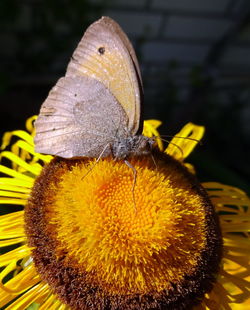 Close-up of butterfly pollinating on sunflower