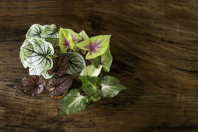 High angle view of leaves on table