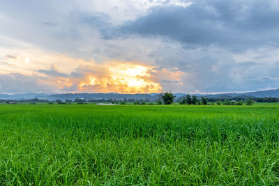 Scenic view of field against sky during sunset