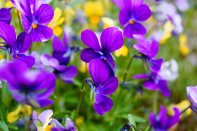 Close-up of purple flowering plants in park