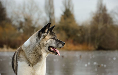 Japanese akita standing in lake