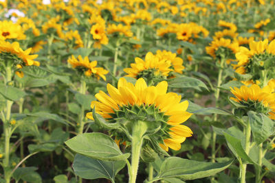 Close-up of yellow flowering plants on field