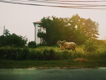 Sheep in a field