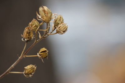 Close-up of wilted plant during autumn