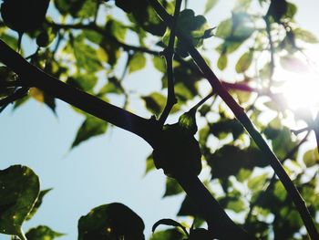 Low angle view of silhouette tree against sky