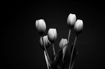 Close-up of flowering plant against black background