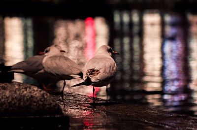 Seagulls on footpath by defocused lights reflecting in river