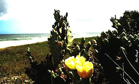 sea, horizon over water, water, beauty in nature, tranquil scene, flower, tranquility, scenics, nature, growth, sky, plant, beach, shore, idyllic, freshness, no people, outdoors, growing, day