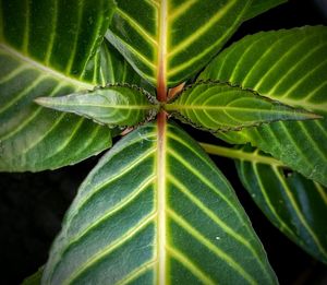 Close-up of green leaves