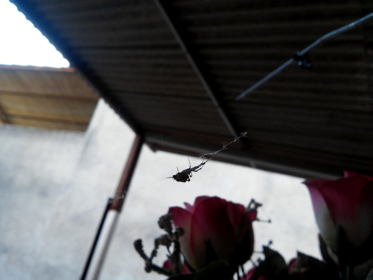 LOW ANGLE VIEW OF SPIDER ON WEB