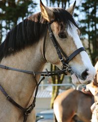 Close-up of horse in ranch