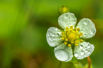 Close-up of wet flower blooming outdoors