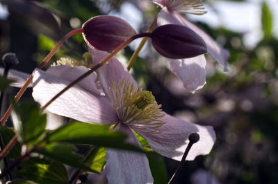 Close-up of white flowering plant