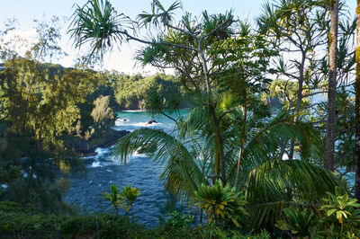 Scenic view of palm trees by river against sky