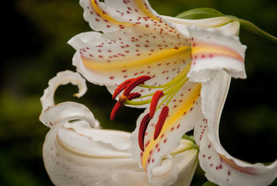 Close-up of flower against blurred background