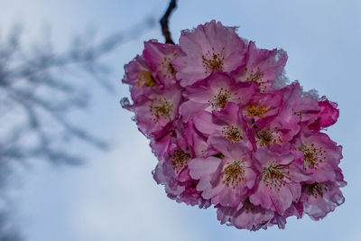 Close-up of pink cherry blossoms