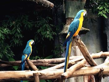 Bird perching on wood