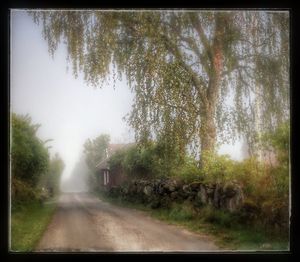 Road along trees