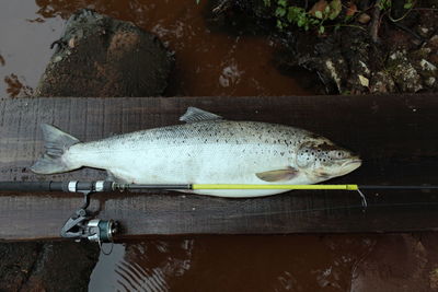 Close-up of fish and fishing rod on table