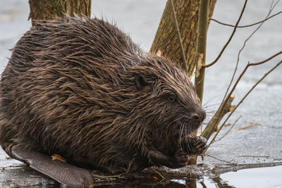 Beaver up close