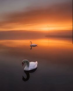 Swan flying over lake against sky during sunset