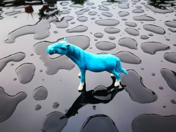 High angle view of blue toy on swimming pool