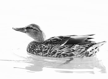 Close-up of duck swimming in lake