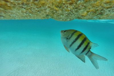 Close-up side view of fish underwater