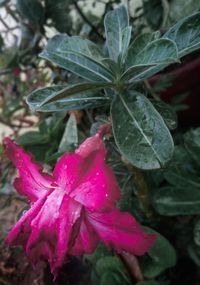 Close-up of wet plant