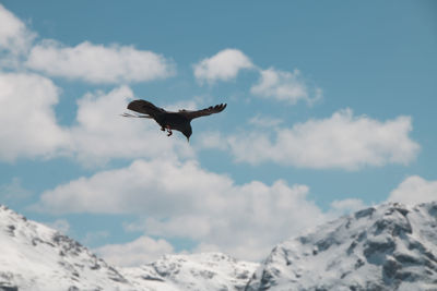 Low angle view of bird in cloudy sky