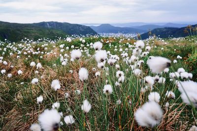 Close-up of white flowering plants on field on vidden hiking trail