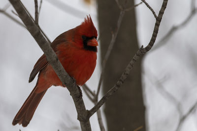A male red northern cardinal perched on a branch cardinalis cardinalis