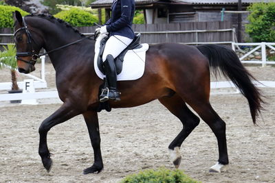 Horse horses