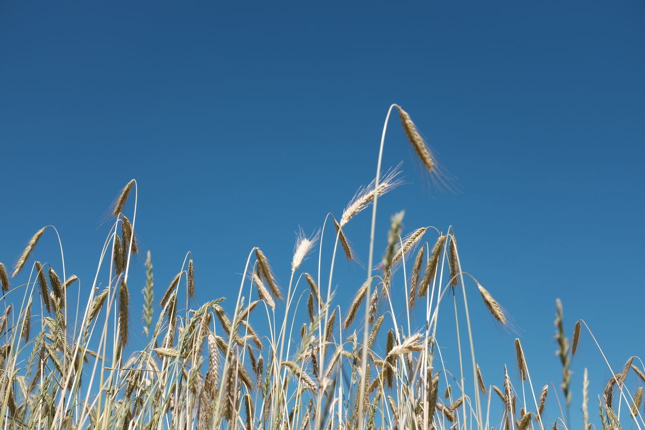 LOW ANGLE VIEW OF WHEAT GROWING AGAINST CLEAR BLUE SKY