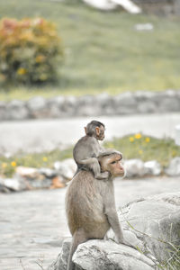 Monkey with infant sitting on rock