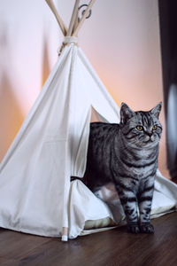 Portrait of a cat in a tent 