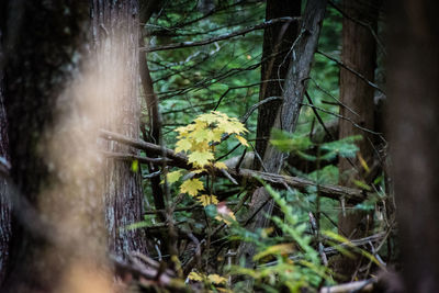 Trees and plants growing in forest