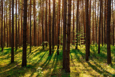 Trees in forest