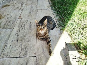 High angle view of tabby cat on grass