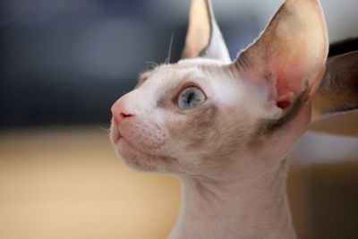 Side way portrait of a cornish rex kitten 