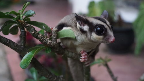 Close-up of cat eating plant