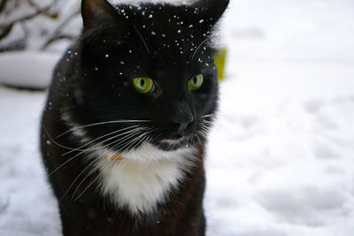 Close-up portrait of cat